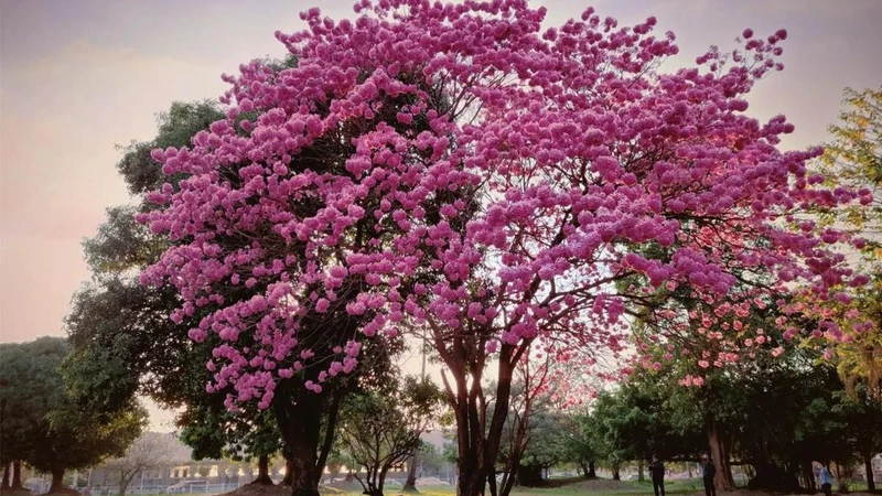 Photo/IG @hsuankai.wang 授權提供 Photo/IG @hsuankai.wang 授權提供