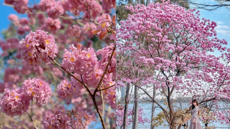 Photo/IG @suringchen 、IG @lineva0615 授權提供 Photo/IG @suringchen 、IG @lineva0615 授權提供