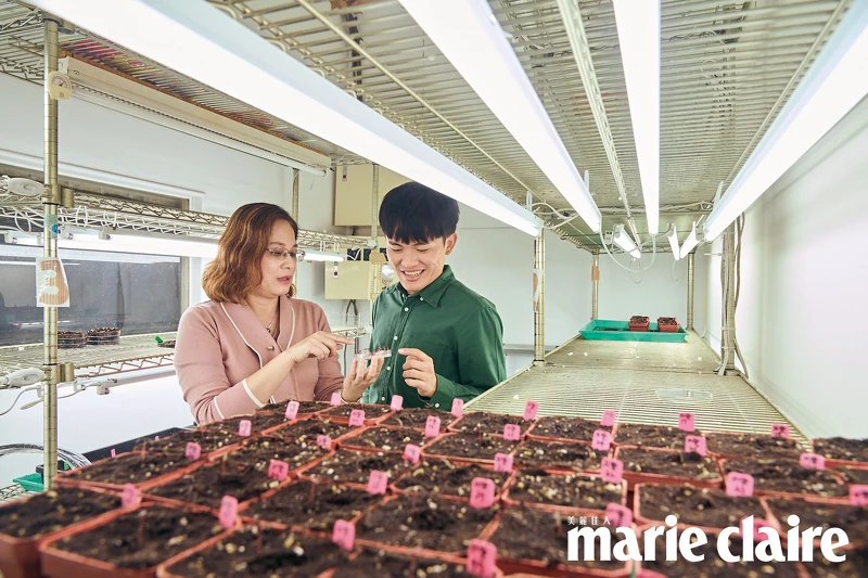 ▲楊靜瑩教授在實驗室中培育台灣藜(紅藜)種子。 ▲楊靜瑩教授在實驗室中培育台灣藜(紅藜)種子。