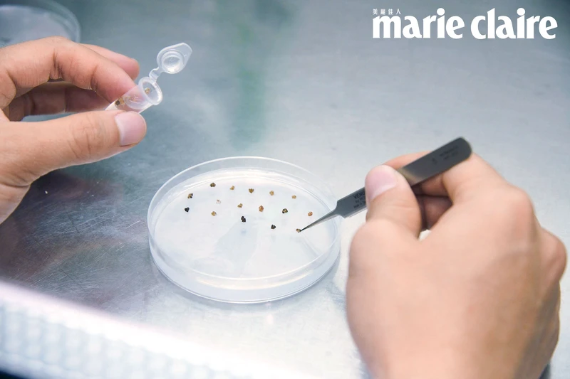 ▲培育經過太空旅行的種子,可以做新的育種。 ▲培育經過太空旅行的種子,可以做新的育種。