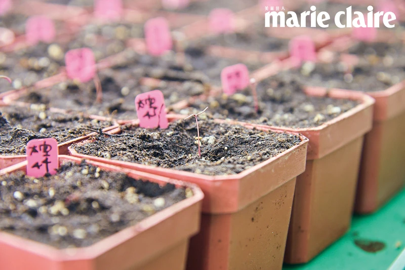 ▲經過太空旅行的種子,發芽後常呈現不同性狀。 ▲經過太空旅行的種子,發芽後常呈現不同性狀。