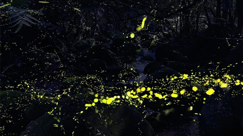 Photo/千蝶谷昆蟲生態農場FB Photo/千蝶谷昆蟲生態農場FB