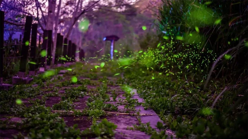 Photo/IG @denniswu008 授權提供 Photo/IG @denniswu008 授權提供