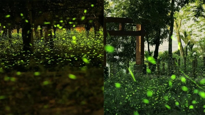 Photo/高市原民會FB Photo/高市原民會FB