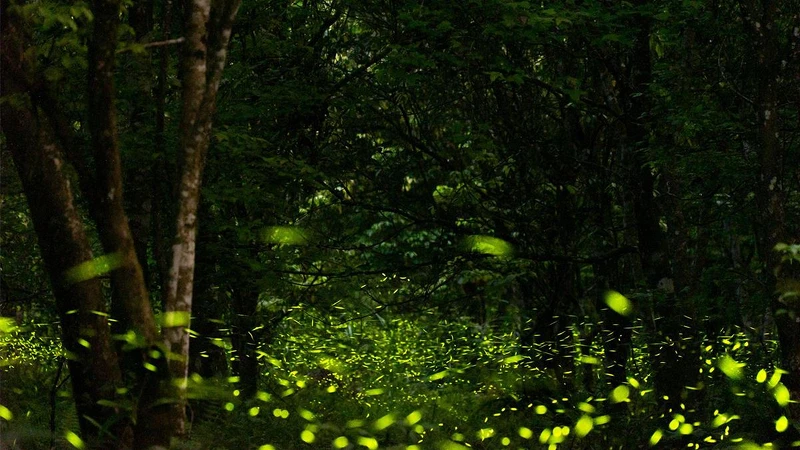 Photo/大富平地森林園區FB Photo/大富平地森林園區FB