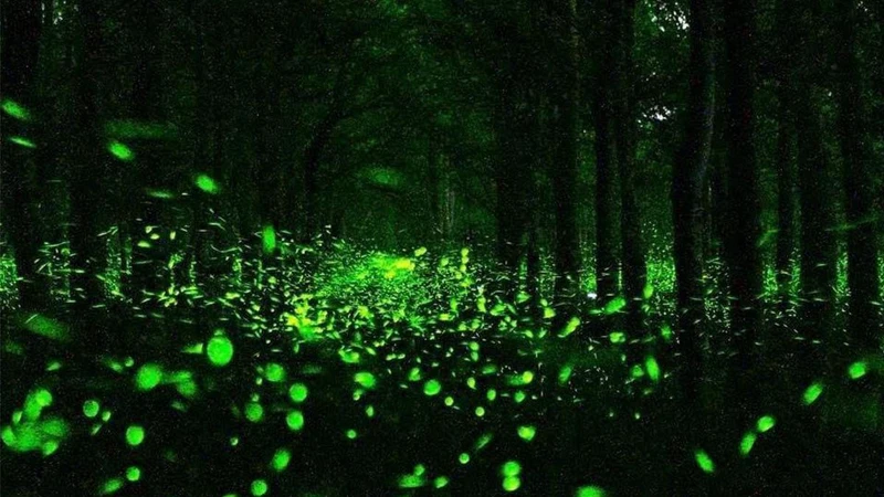 Photo/鄉野風情民宿FB Photo/鄉野風情民宿FB