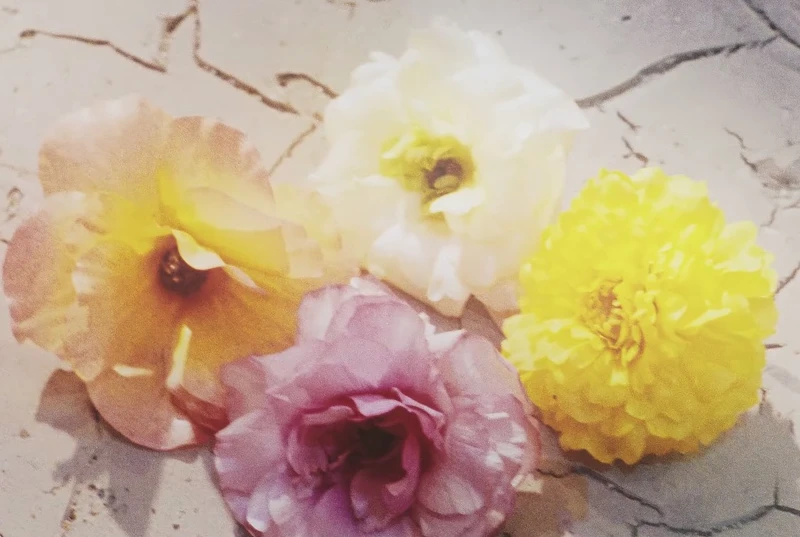 〈Still Life〉象徵4人盛開花朵