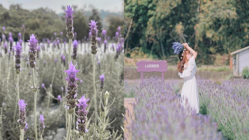 Photo/IG @ ellie_0827、IG @ rebeccachen0421 授權提供 Photo/IG @ ellie_0827、IG @ rebeccachen0421 授權提供