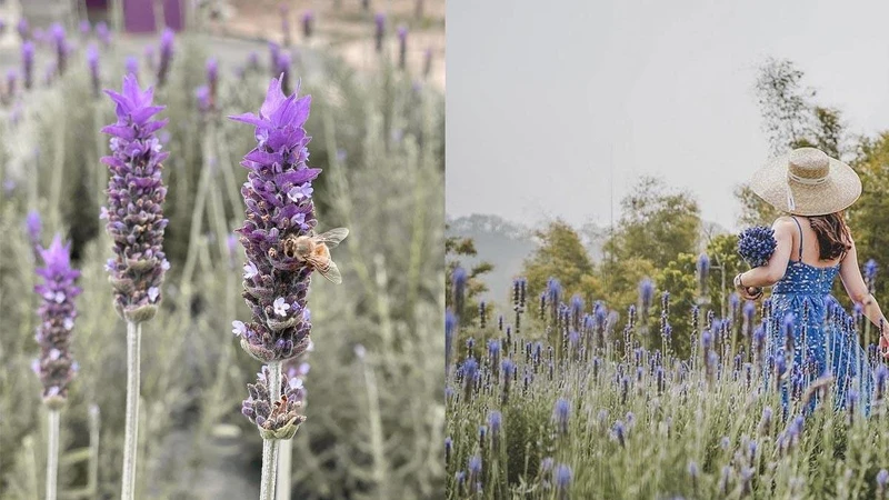 Photo/IG @ ellie_0827、IG @ hktmgirlsshow、@lena_y_chen 授權提供 Photo/IG @ ellie_0827、IG @ hktmgirlsshow、@lena_y_chen 授權提供