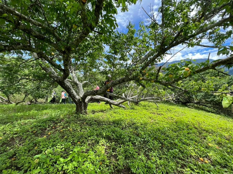 富里鄉農會每年都會聚辦採梅體驗。