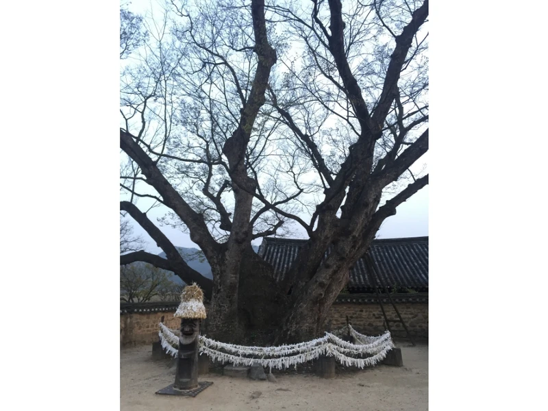 河回村三神堂守護樹。 河回村三神堂守護樹。