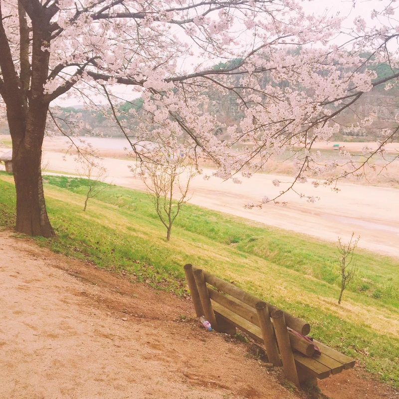 河回村江邊路。