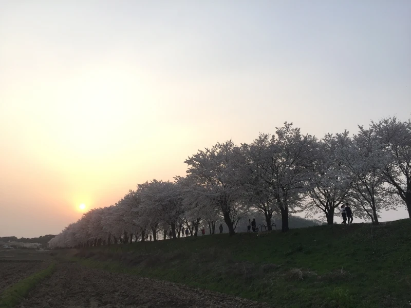 河回村江邊路。