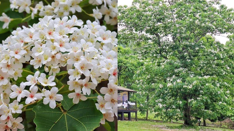 Photo/IG @ kristy_wonderland 授權提供 Photo/IG @ kristy_wonderland 授權提供