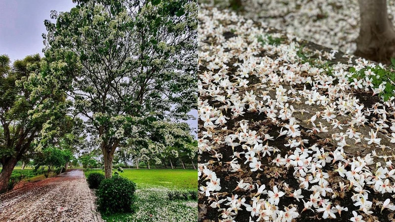 Photo/IG @ chang.chingfang 授權提供 Photo/IG @ chang.chingfang 授權提供