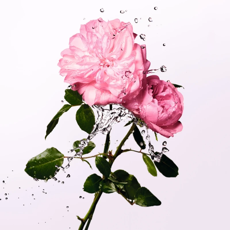 迪奧Miss Dior 玫瑰珍釀香氛情境圖。 迪奧Miss Dior 玫瑰珍釀香氛情境圖。