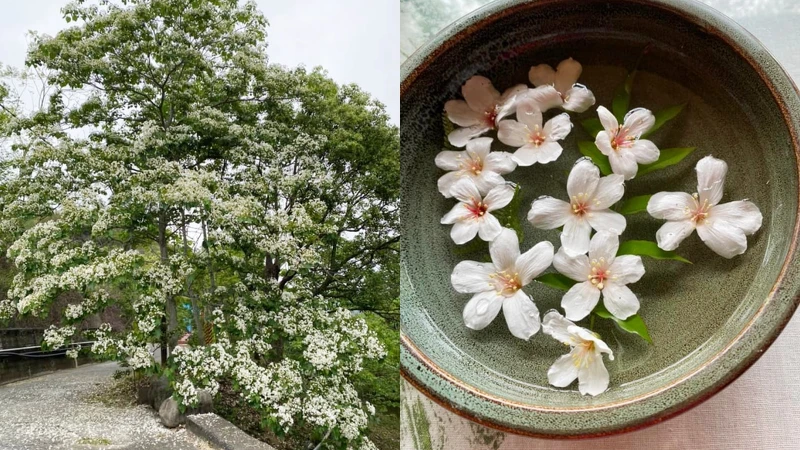 Photo/湖畔花時間 FB Photo/湖畔花時間 FB