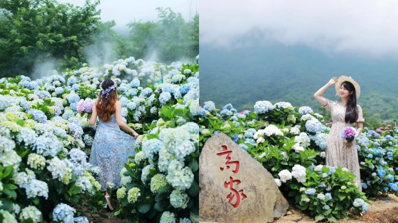 左為「花與樹園藝」花園;右為高家繡球花園第二園區。 左為「花與樹園藝」花園;右為高家繡球花園第二園區。