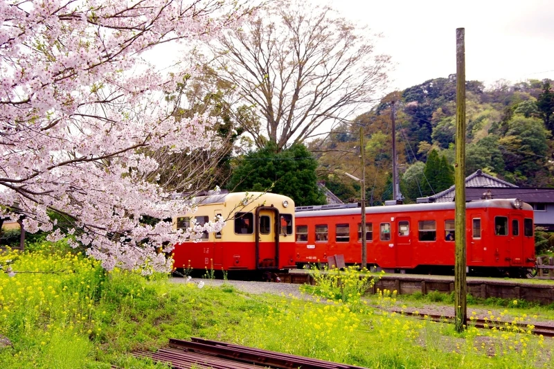 圖片來自フォト蔵kazutan3@YCC。 圖片來自フォト蔵kazutan3@YCC。