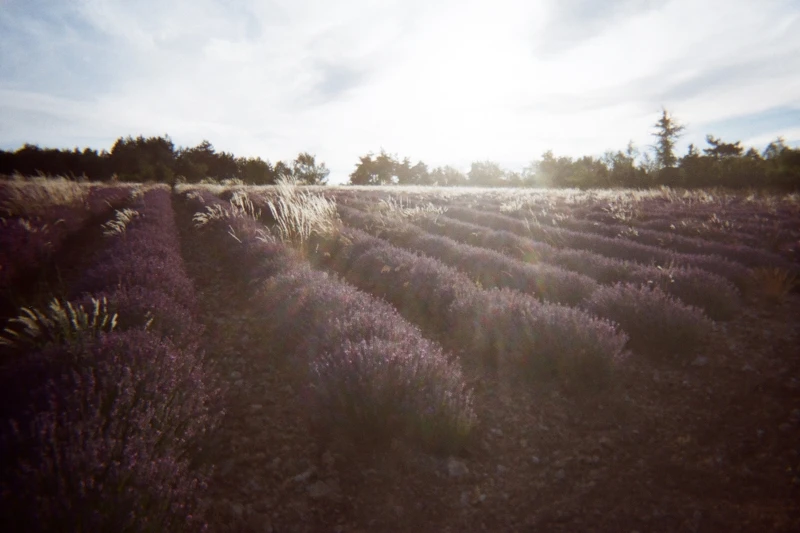 L’OCCITANE歐舒丹南法普羅旺斯薰衣草花田情境圖。