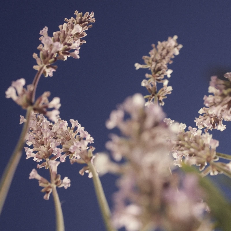 L'OCCITANE歐舒丹白薰衣草。 L'OCCITANE歐舒丹白薰衣草。