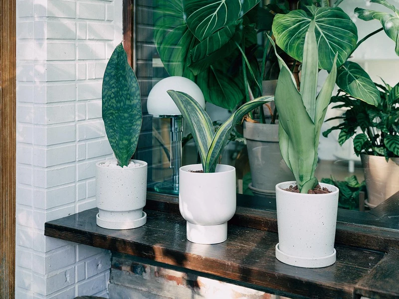 虎尾蘭屬。 虎尾蘭屬。