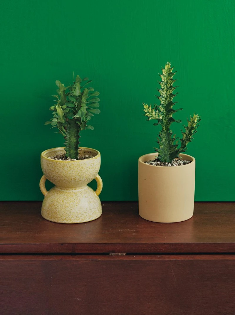 大戟屬。 大戟屬。