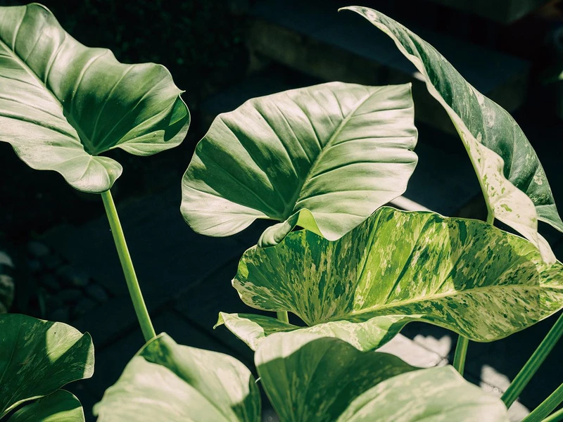 大理石蔓綠絨。 大理石蔓綠絨。