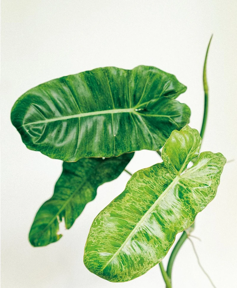 綠天堂蔓綠絨。 綠天堂蔓綠絨。