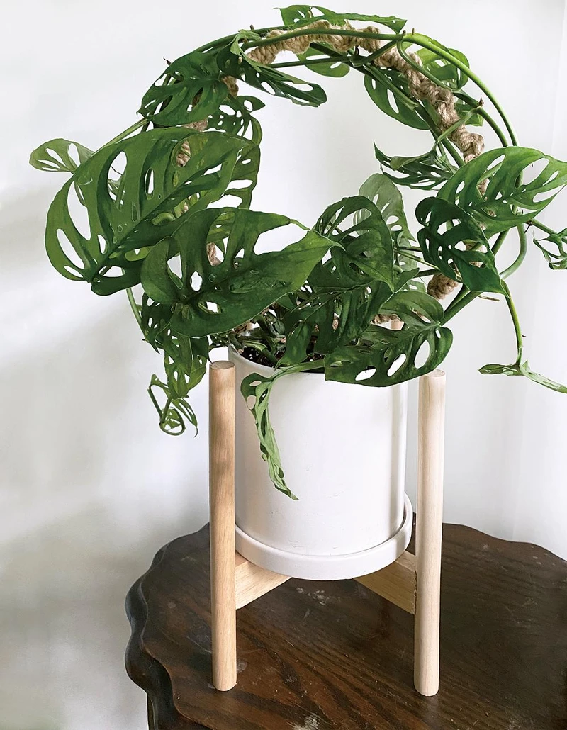 窗孔龜背芋。 窗孔龜背芋。