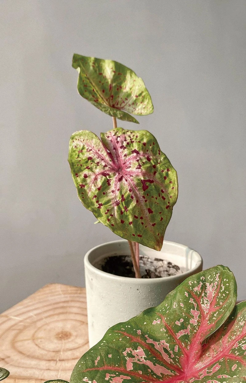 彩葉芋屬。 彩葉芋屬。