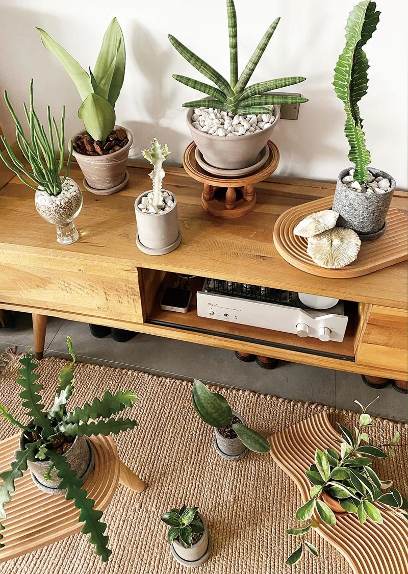 夏季可選用多肉植物來妝點室內。 夏季可選用多肉植物來妝點室內。