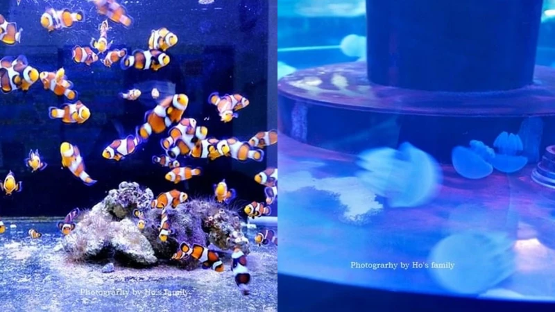 Photo/IG @ ivyoyo822 授權提供 Photo/IG @ ivyoyo822 授權提供