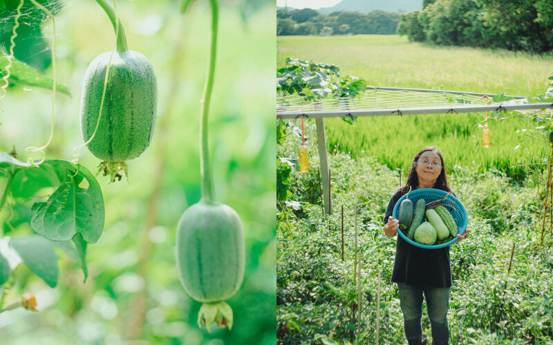 足妹農場。 足妹農場。