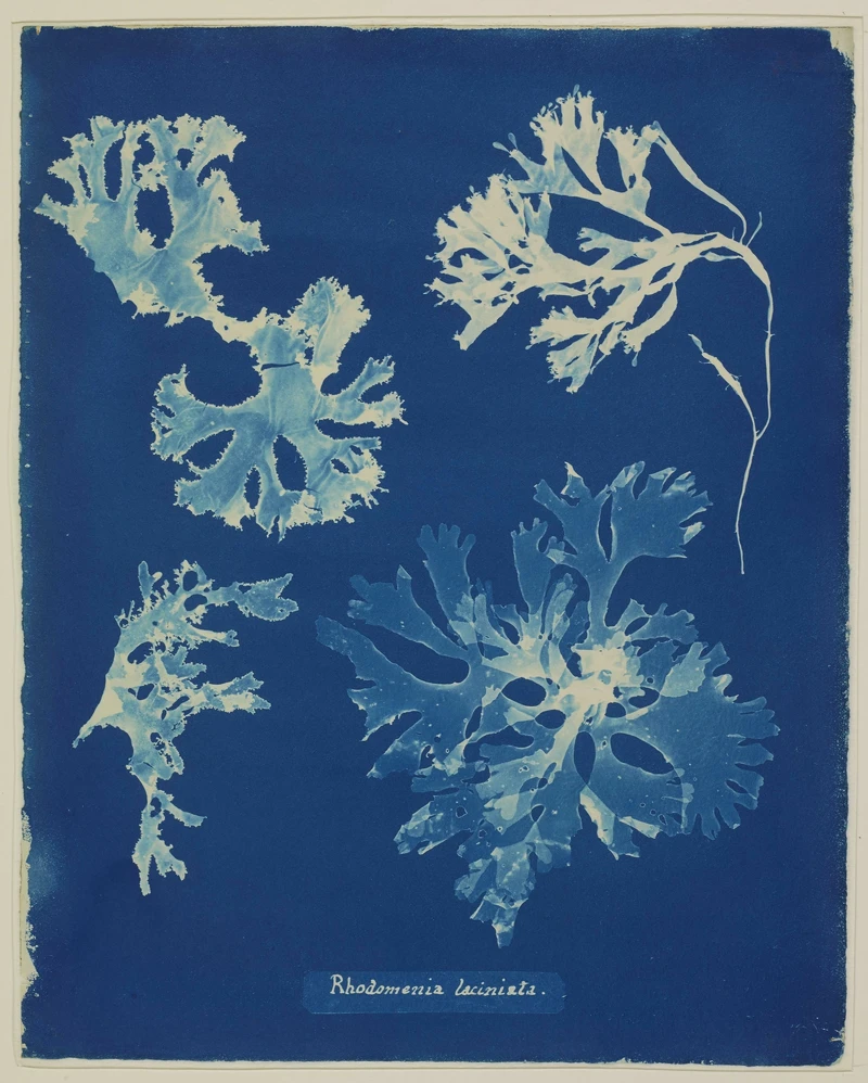 Anna Atkins,1841-1853,英國墨角藻 Anna Atkins,1841-1853,英國墨角藻