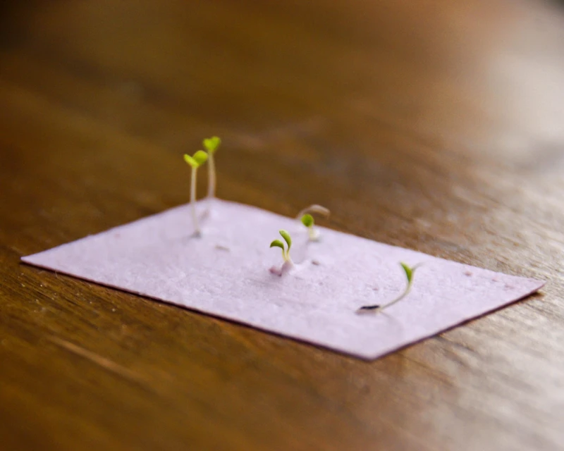 使用再生紙與植物花草種籽製成的明信片。 使用再生紙與植物花草種籽製成的明信片。