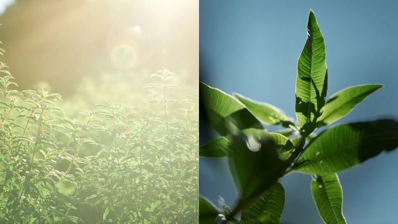 L’OCCITANE 馬鞭草限量香氛系列有機馬鞭草。