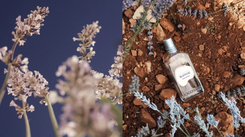 白薰衣草與L'OCCITANE歐舒丹白薰衣草淡香水50ml，NT2,100