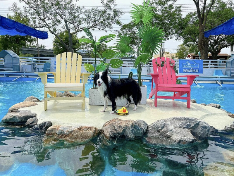 圖/IG@petedoggy