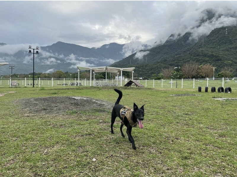 圖/IG@uaena_puppy