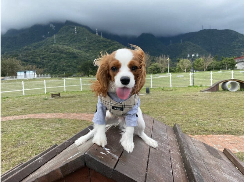 圖/IG@pupcakelevi