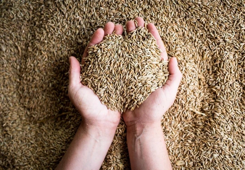 裸麥（Rye），它是一種在溫帶地區分布很廣的穀物，也能成為威士忌原料。