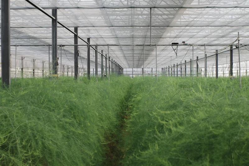 位於台南的「相交蘆筍」。 位於台南的「相交蘆筍」。