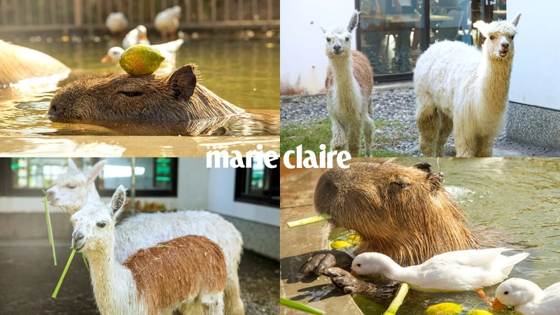 超可愛萌寵都能近距離互動! 超可愛萌寵都能近距離互動!