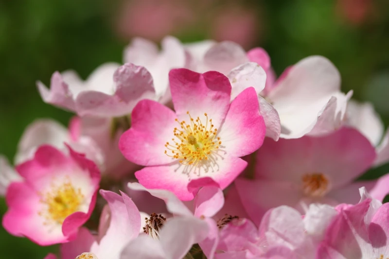 犬薔薇花。
