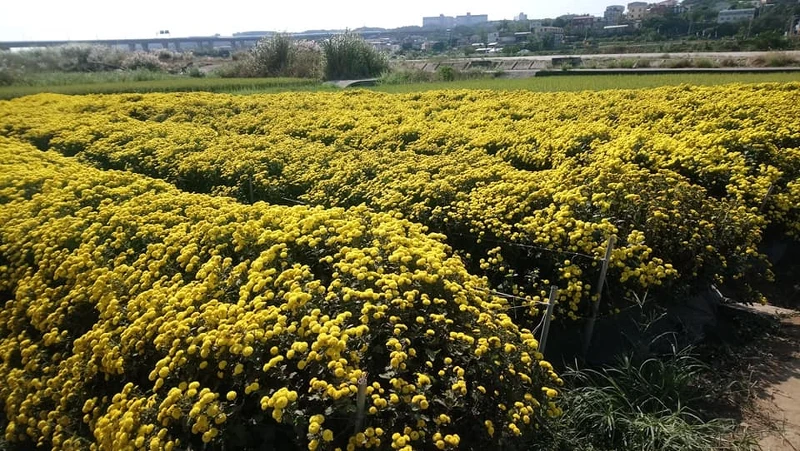苗栗銅鑼的杭黃菊(Photo/麥浩斯出版社)。 苗栗銅鑼的杭黃菊(Photo/麥浩斯出版社)。