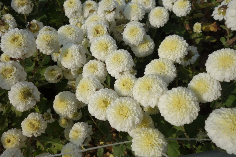 杭白菊(Photo/麥浩斯出版社)。 杭白菊(Photo/麥浩斯出版社)。
