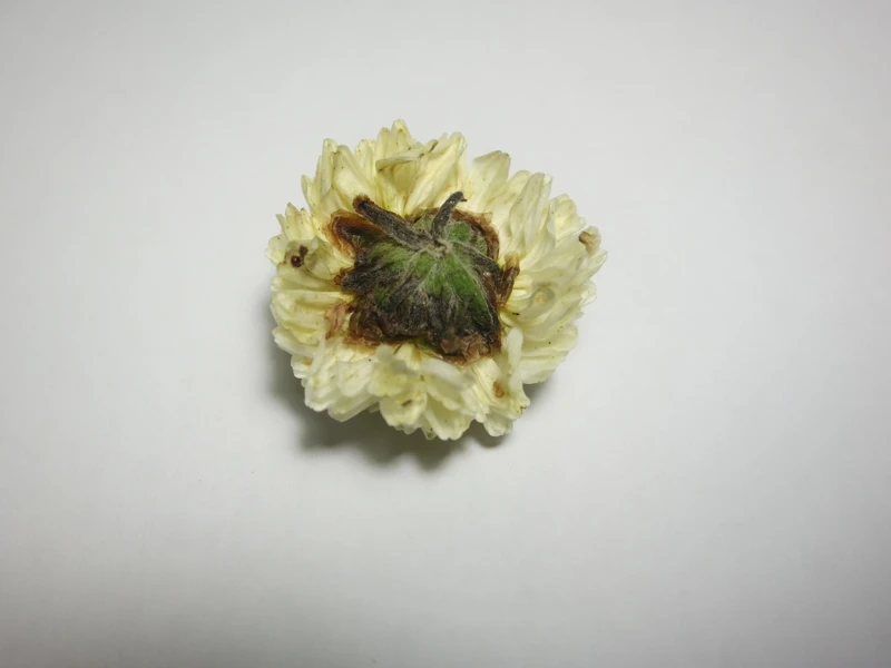 嬌小可愛,香氣迷人,功效強大的杭菊花(Photo/麥浩斯出版社)。 嬌小可愛,香氣迷人,功效強大的杭菊花(Photo/麥浩斯出版社)。