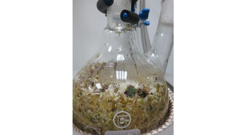 共水蒸餾中的杭菊花(Photo/麥浩斯出版社)。 共水蒸餾中的杭菊花(Photo/麥浩斯出版社)。