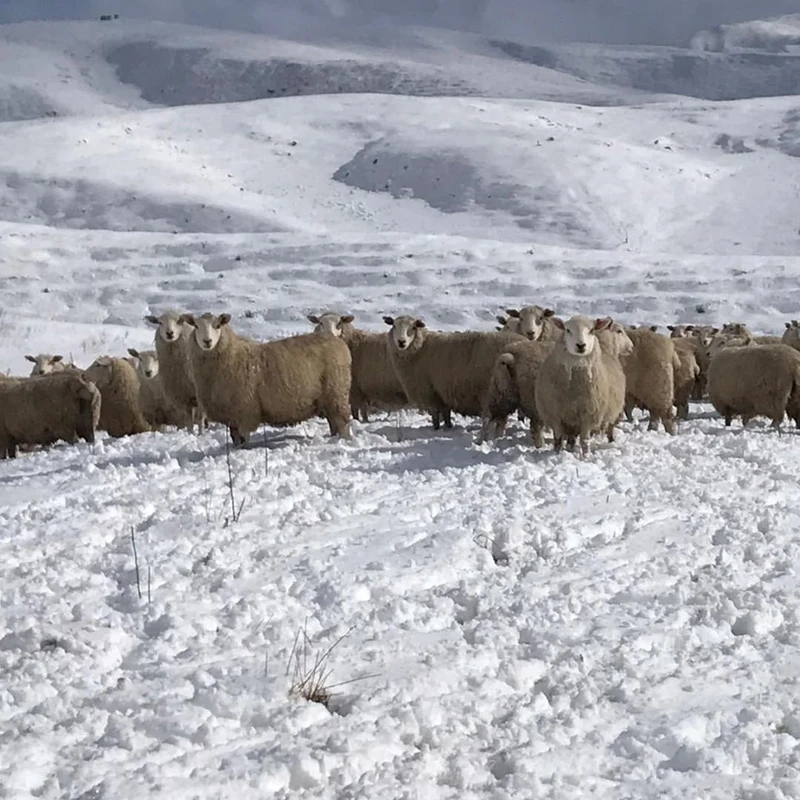 LUMINA 高地和羊飼養於極冷與極熱的嚴峻高地氣候之中。 LUMINA 高地和羊飼養於極冷與極熱的嚴峻高地氣候之中。